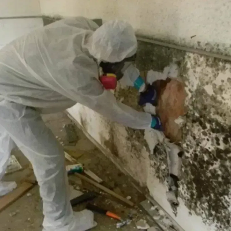 Mold Remediation and Removal in Hidden Spring, ID